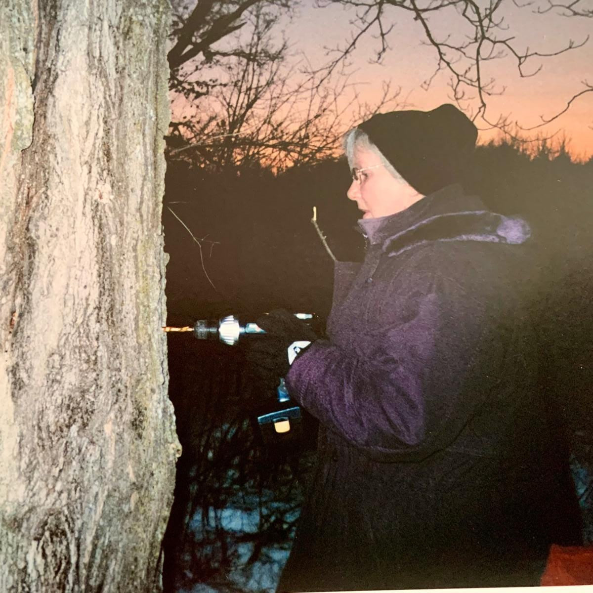 Person using a drill to tap a maple tree