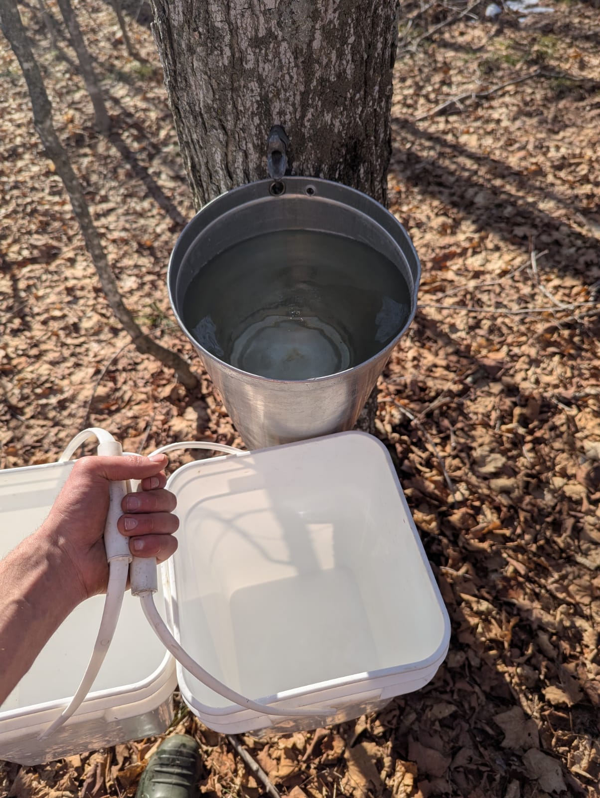 Metal bucket attached to a tree with sap and a white container below, on a leaf-covered ground.